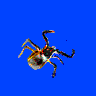 Beetle