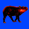 Feral Pig