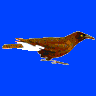 Chirper