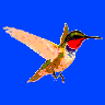 Hummer