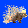 Porcupine
