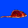 Sewer Rat