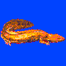 Salamander
