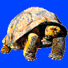 Tortoise